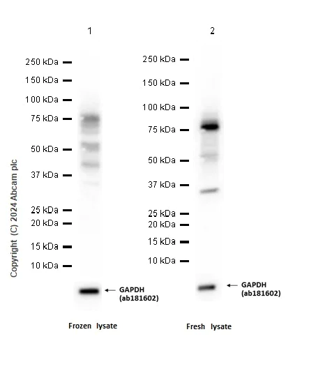 Western blot - Anti-RNF168 antibody [EPR24239-2] - BSA and Azide free (AB283507)