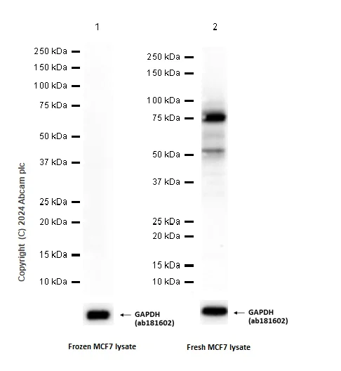Western blot - Anti-RNF168 antibody [EPR24239-2] - BSA and Azide free (AB283507)