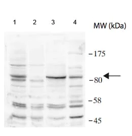 Western blot - Anti-RNF169 antibody (AB188237)