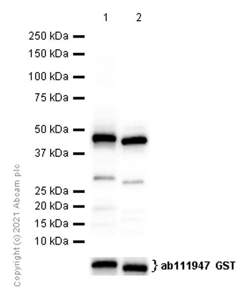 Western blot - Anti-RNF185+RNF5/NG2 antibody [EPR14070] - BSA and Azide free (AB250443), expandable thumbnail