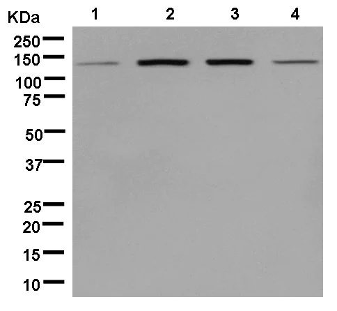 Western blot - Anti-RNF20 antibody [EPR13562(B)] - BSA and Azide free (AB250351)