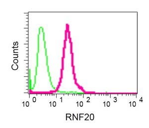 Flow Cytometry (Intracellular) - Anti-RNF20 antibody [EPR13563(B)] (AB181032)