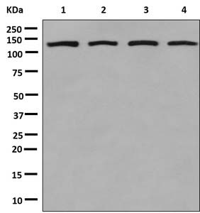 Western blot - Anti-RNF20 antibody [EPR13563(B)] (AB181032)