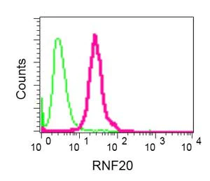 Flow Cytometry (Intracellular) - Anti-RNF20 antibody [EPR13563(B)] - BSA and Azide free (AB250297)