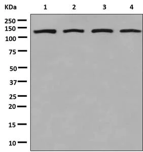 Western blot - Anti-RNF20 antibody [EPR13563(B)] - BSA and Azide free (AB250297)