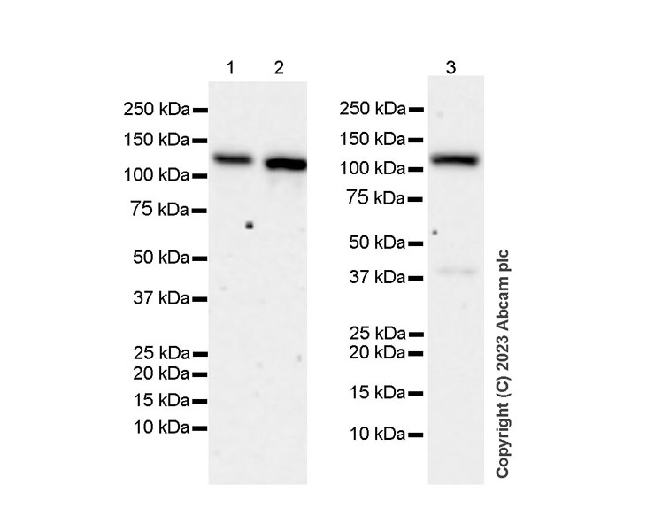 Western blot - Anti-RNF20 antibody [RM1054] - BSA and Azide free (AB314770), expandable thumbnail