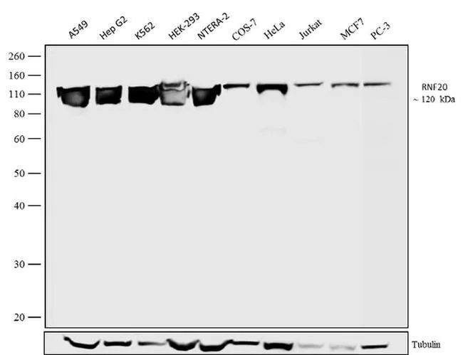 Western blot - Anti-RNF20 antibody [RP23040124] (AB313445)