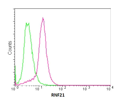 Flow Cytometry (Intracellular) - Anti-RNF21/IFP1 antibody [EPR11305(2)] (AB180130)