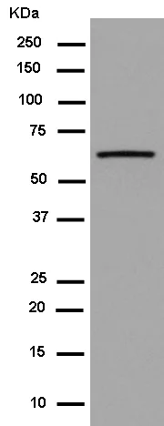 Western blot - Anti-RNF21/IFP1 antibody [EPR11305(2)] (AB180130)