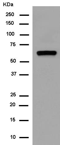 Western blot - Anti-RNF21/IFP1 antibody [EPR11305(2)] - BSA and Azide free (AB250142)
