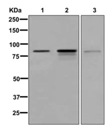 Western blot - Anti-RNF214 antibody [EPR12940] - BSA and Azide free (AB250252)