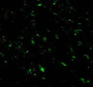 Immunocytochemistry/ Immunofluorescence - Anti-RNF216 antibody (AB25961)