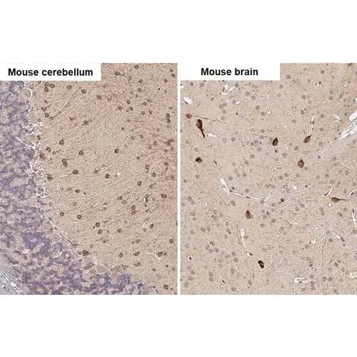 Immunohistochemistry (Formalin/PFA-fixed paraffin-embedded sections) - Anti-RNF31 antibody [HL2295] (AB317191)