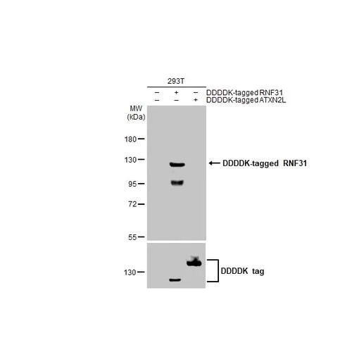Western blot - Anti-RNF31 antibody [HL2295] (AB317191)