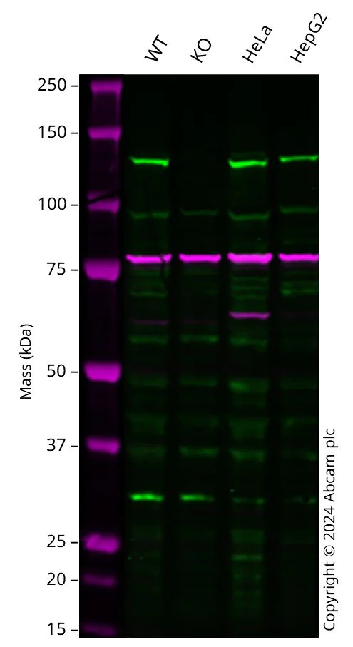 Western blot - Anti-RNF31/HOIP antibody (AB125189)