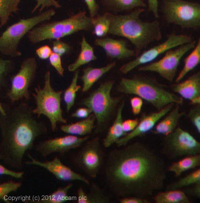 Immunocytochemistry/ Immunofluorescence - Anti-RNF31/HOIP antibody (AB46322)