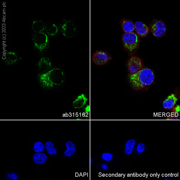 Immunocytochemistry/ Immunofluorescence - Anti-RNF31/HOIP antibody [EPR27947-265] - BSA and Azide free (AB315163)