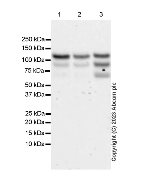 Western blot - Anti-RNF31/HOIP antibody [EPR27947-265] - BSA and Azide free (AB315163)