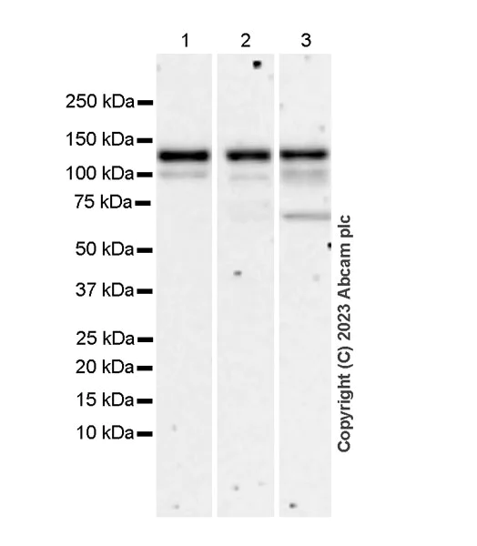 Western blot - Anti-RNF31/HOIP antibody [EPR27947-265] - BSA and Azide free (AB315163)