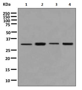 Western blot - Anti-RNF35 antibody [EPR9668] - BSA and Azide free (AB249272), expandable thumbnail