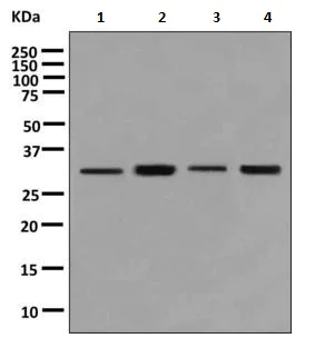 Western blot - Anti-RNF35 antibody [EPR9668] - BSA and Azide free (AB249272)