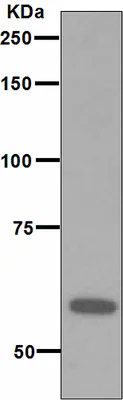 Western blot - Anti-RNF36 antibody [EPR4755] (AB111943)