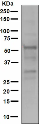 Western blot - Anti-RNF36 antibody [EPR4755] (AB111943)