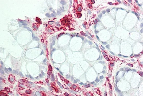 Immunohistochemistry (Formalin/PFA-fixed paraffin-embedded sections) - Anti-RNF4 antibody (AB230438)