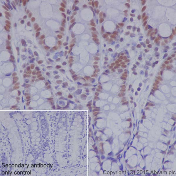 Immunohistochemistry (Formalin/PFA-fixed paraffin-embedded sections) - Anti-RNF40 antibody [EPR18511] (ab191309), expandable thumbnail