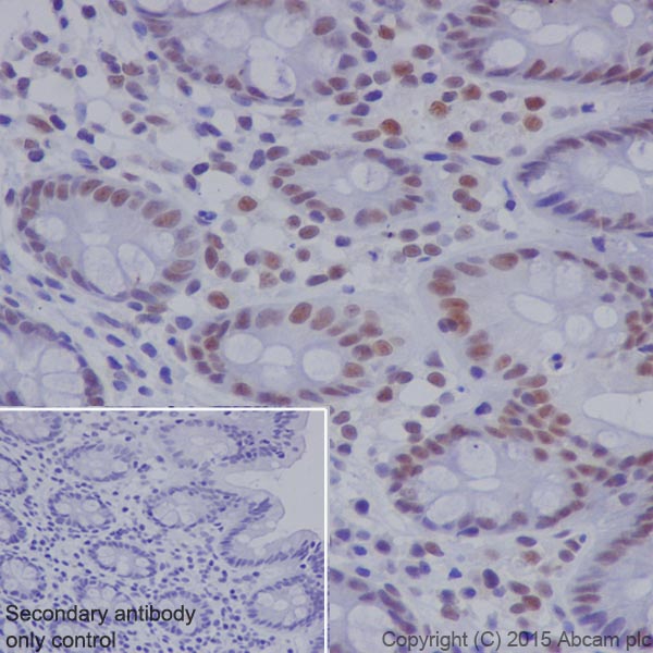 Immunohistochemistry (Formalin/PFA-fixed paraffin-embedded sections) - Anti-RNF40 antibody [EPR18511] (AB191309), expandable thumbnail
