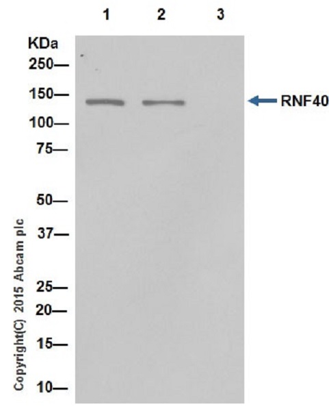 Immunoprecipitation - Anti-RNF40 antibody [EPR18511] (AB191309), expandable thumbnail