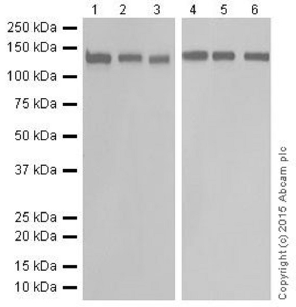 Western blot - Anti-RNF40 antibody [EPR18511] (AB191309), expandable thumbnail