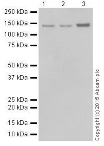 Western blot - Anti-RNF40 antibody [EPR18511] (AB191309), expandable thumbnail