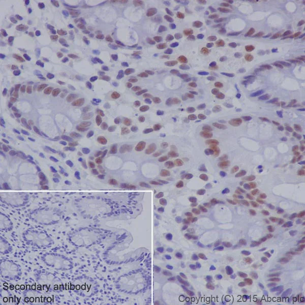 Immunohistochemistry (Formalin/PFA-fixed paraffin-embedded sections) - Anti-RNF40 antibody [EPR18511] - BSA and Azide free (AB251058)