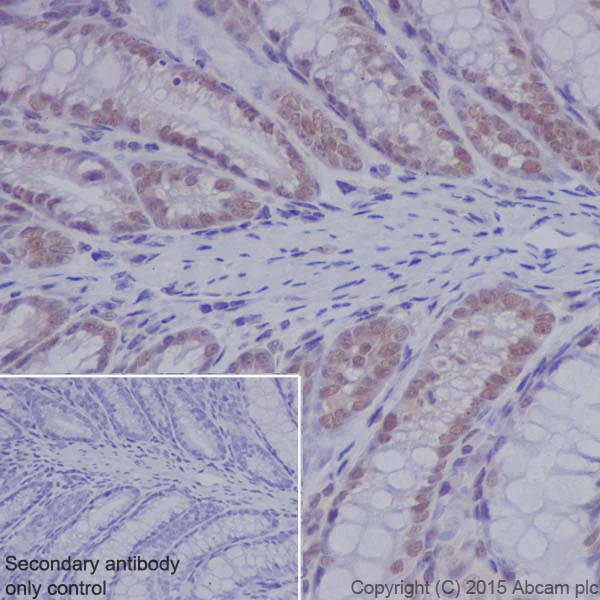 Immunohistochemistry (Formalin/PFA-fixed paraffin-embedded sections) - Anti-RNF40 antibody [EPR18511] - BSA and Azide free (AB251058)