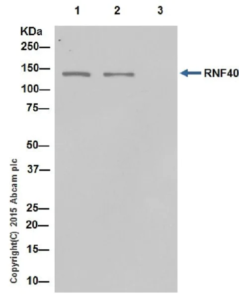 Immunoprecipitation - Anti-RNF40 antibody [EPR18511] - BSA and Azide free (AB251058)