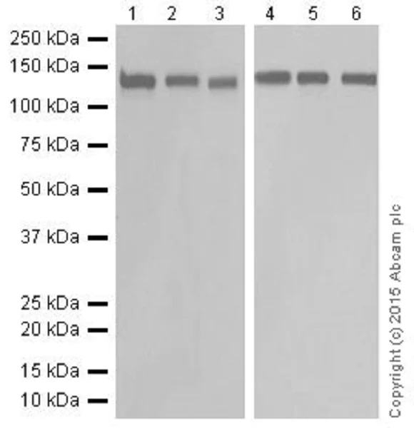 Western blot - Anti-RNF40 antibody [EPR18511] - BSA and Azide free (AB251058)