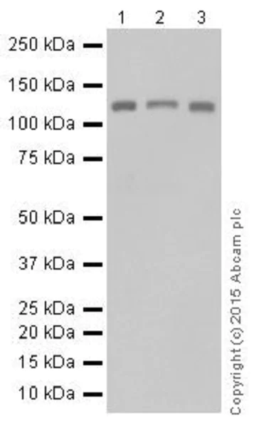 Western blot - Anti-RNF40 antibody [EPR18511] - BSA and Azide free (AB251058)