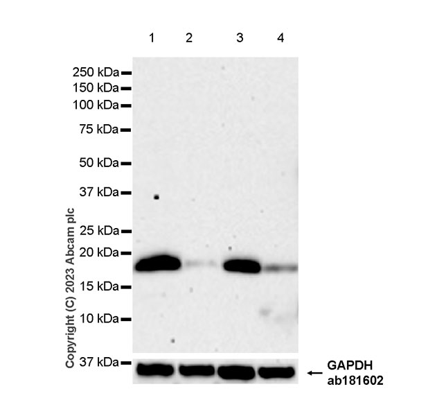 Western blot - Anti-RNF5/NG2 antibody [EPR27133-30] (AB308066), expandable thumbnail