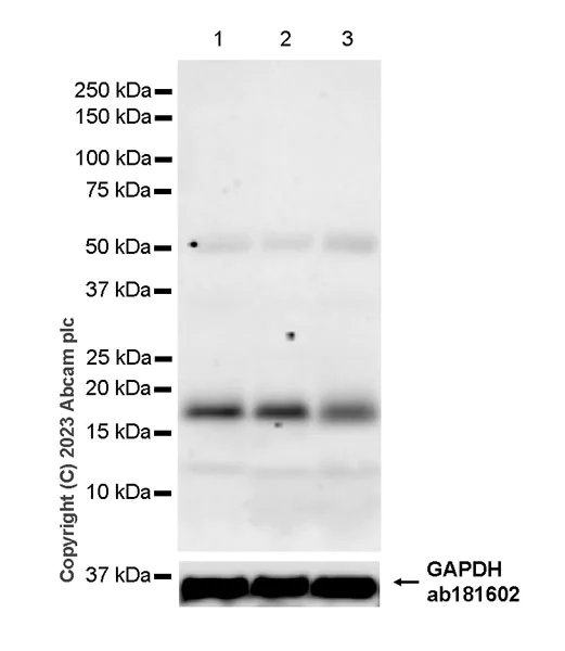 Western blot - Anti-RNF5/NG2 antibody [EPR27133-30] (AB308066)