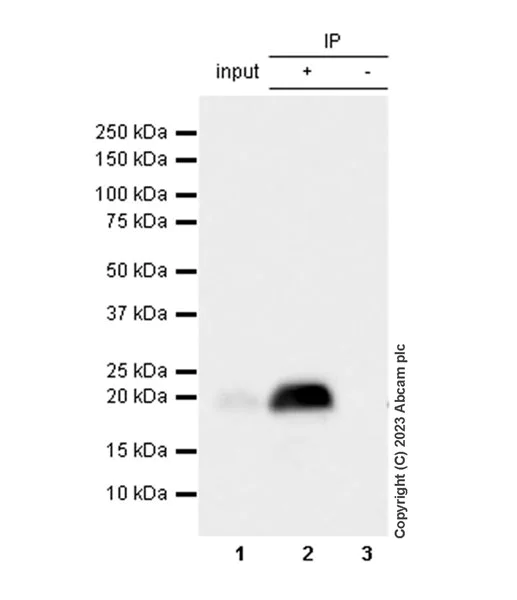 Immunoprecipitation - Anti-RNF5/NG2 antibody [EPR27133-30] - BSA and Azide free (AB308067)