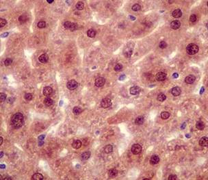 Immunohistochemistry (Formalin/PFA-fixed paraffin-embedded sections) - Anti-RNF7 antibody [EPR12001] (AB181986), expandable thumbnail