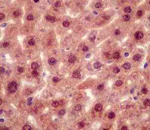 Immunohistochemistry (Formalin/PFA-fixed paraffin-embedded sections) - Anti-RNF7 antibody [EPR12001] - BSA and Azide free (AB250553)