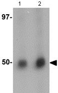 Western blot - Anti-RNF8 antibody (AB105362)