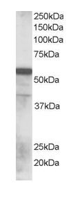 Western blot - Anti-RNF8 antibody (AB15850)