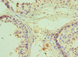 Immunohistochemistry (Formalin/PFA-fixed paraffin-embedded sections) - Anti-RNF8 antibody (AB234977), expandable thumbnail