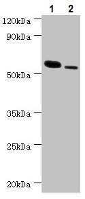 Western blot - Anti-RNF8 antibody (AB234977), expandable thumbnail