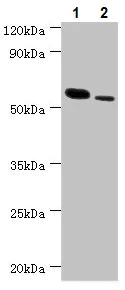 Western blot - Anti-RNF8 antibody (AB234977)