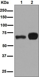 Western blot - Anti-RNF8 antibody [EPR6311(2)] (AB128872), expandable thumbnail
