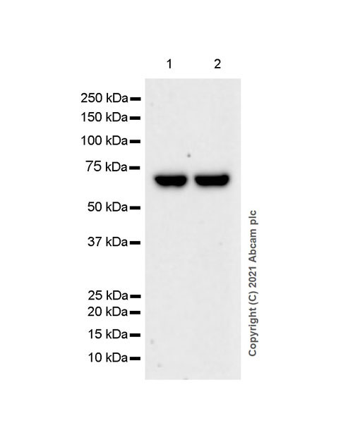 Western blot - Anti-RNF8 antibody [EPR6311(2)] (AB128872), expandable thumbnail